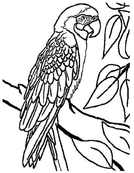 Попугай на кольце раскраска