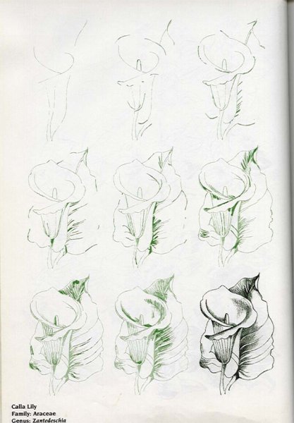 Рисование карандашом для начинающих взрослых цветы