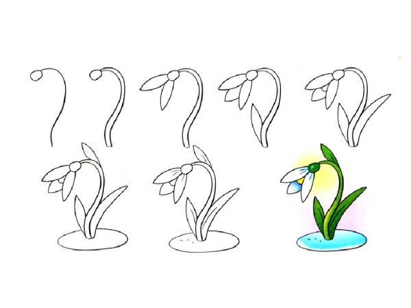 Поэтапное рисование подснежника