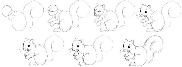 Белка рисунок поэтапно