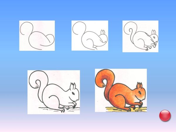 Белка поэтапное рисование