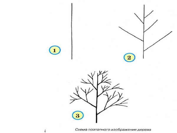 Этапы рисования дерева для детей