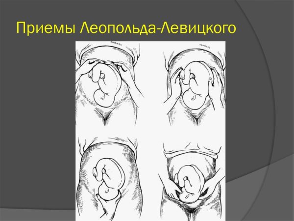 Кот Леопольд рисунок