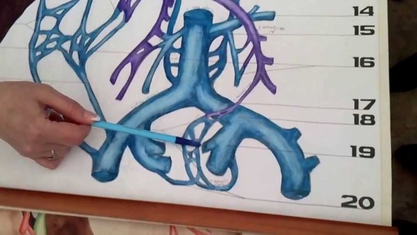 Медиальная Вена сафена