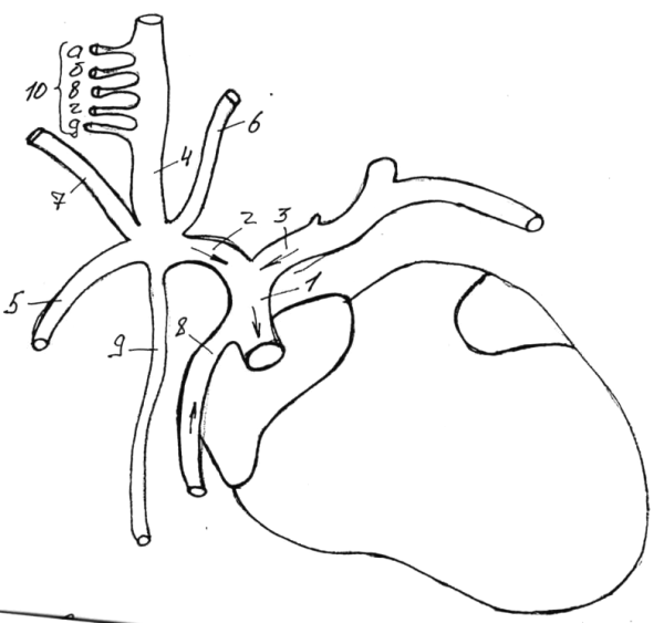 Поэтапное рисование дерева