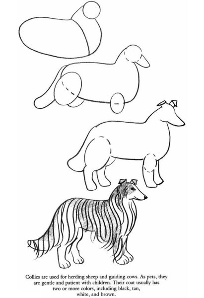 Поэтапное рисование для дошкольников колли