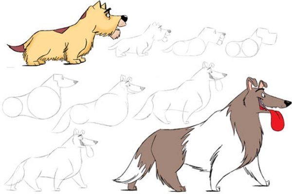 Колли рисунок поэтапно