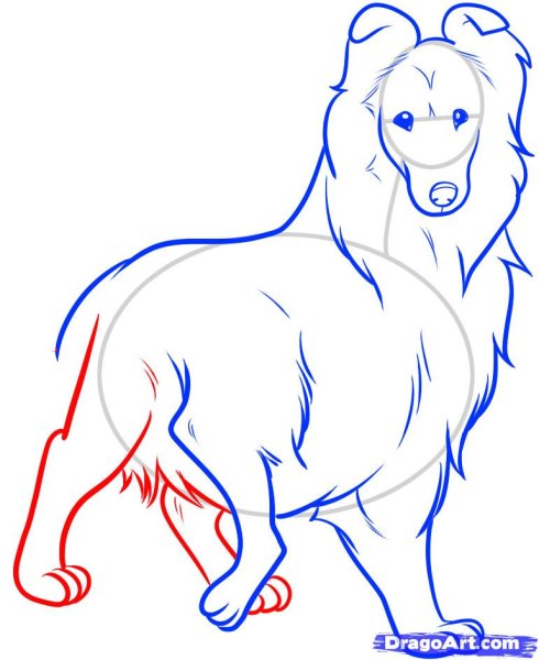 Колли рисунок поэтапно