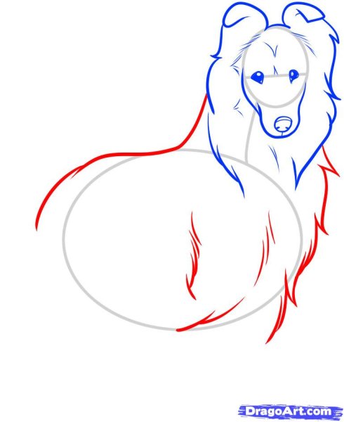 Колли поэтапное рисование