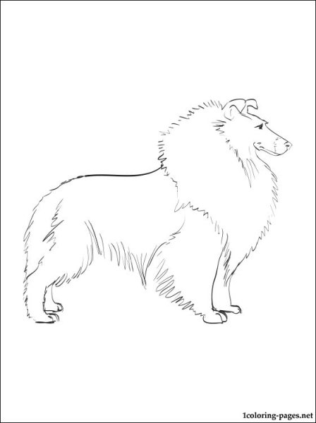 Собака колли раскраска для детей