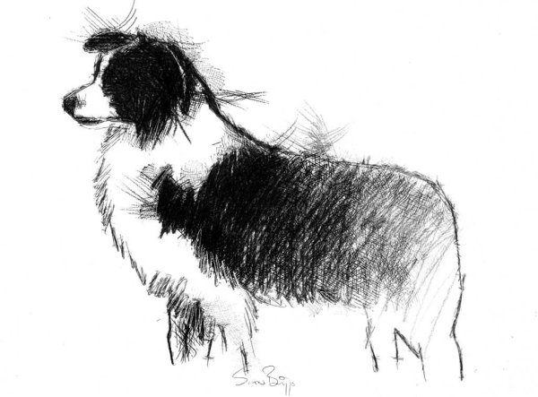 Колли рисунок поэтапно