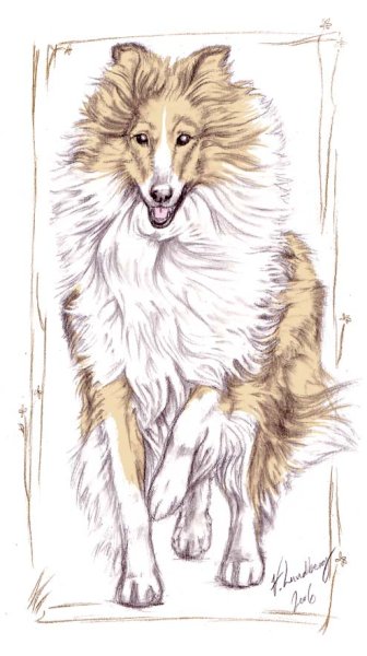 Колли карандашом