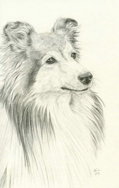 Колли карандашный набросок