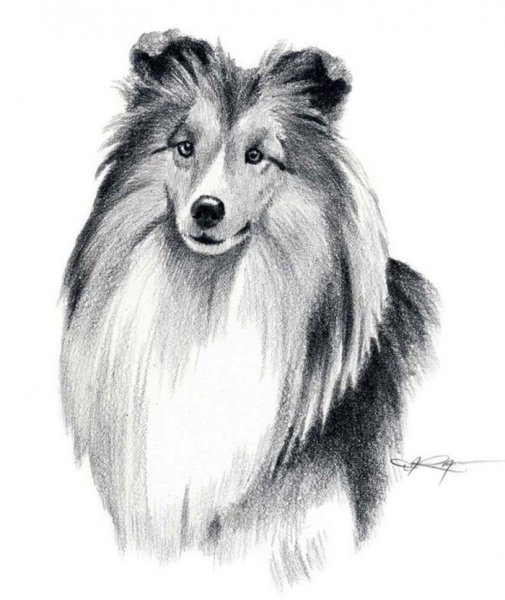 Шелти карандашом