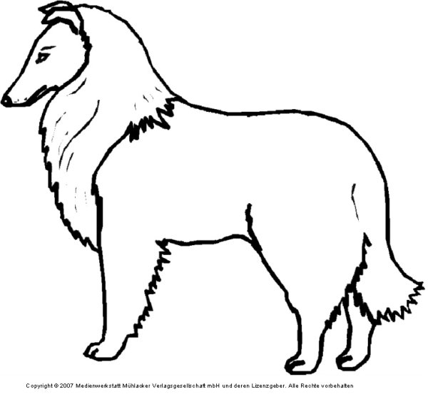 Раскраска собака колли