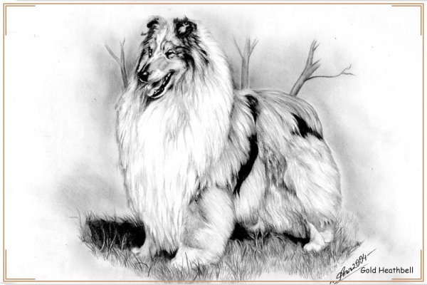 Колли рисунок карандашом