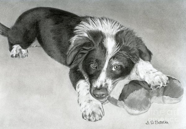 Колли короткошерстный рисунок карандашом