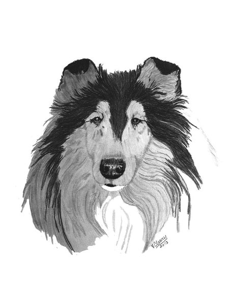 Колли карандашом