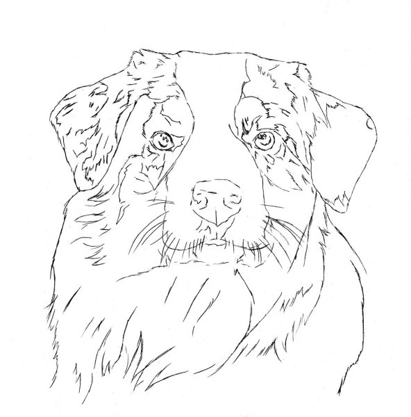 Бордер колли раскраска