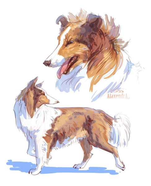 Колли референс