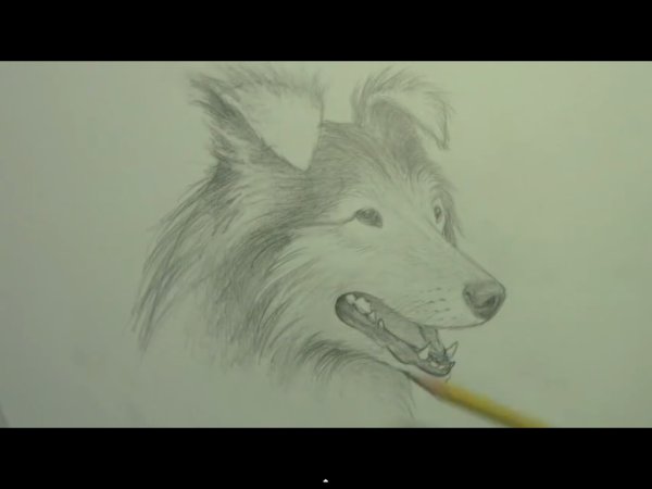 Нарисовать поэтапно собаку колли