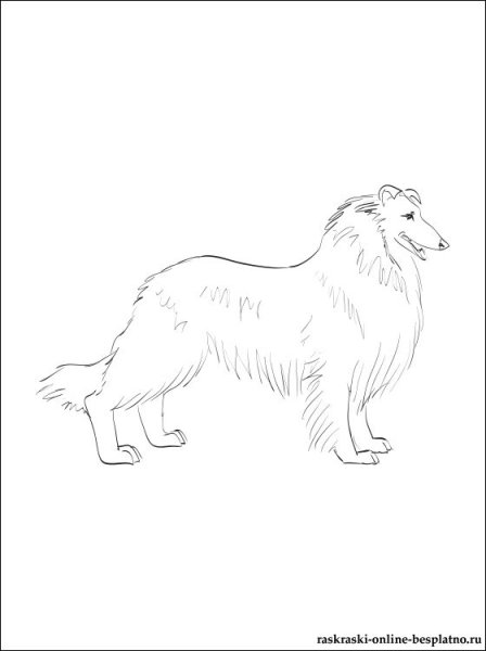 Колли раскраска