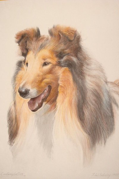 Картины с собакой колли