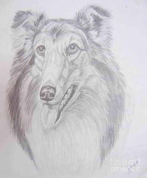 Колли поэтапное рисование