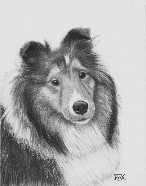 Колли набросок