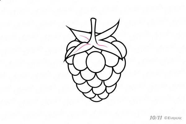 Малина рисунок карандашом