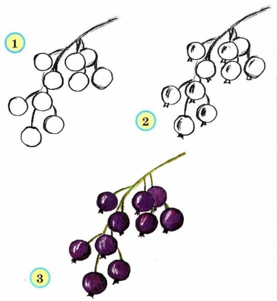 Поэтапное рисование овощей и фруктов