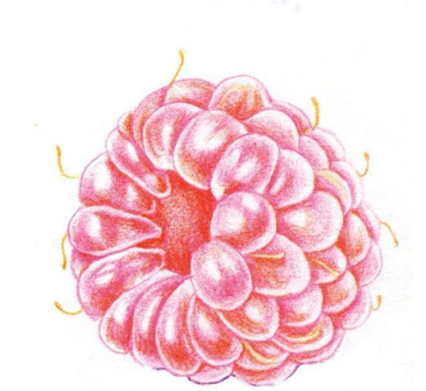 Поэтапное рисование овощей