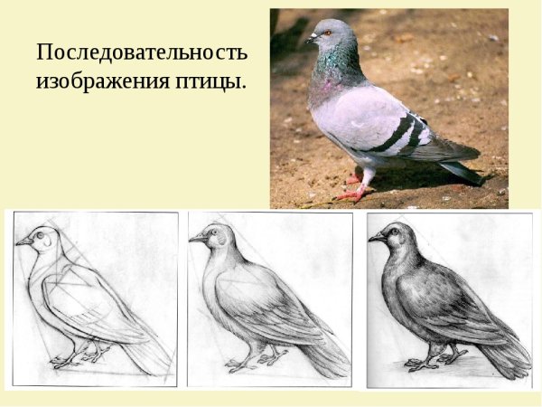 Последовательность изображения птицы