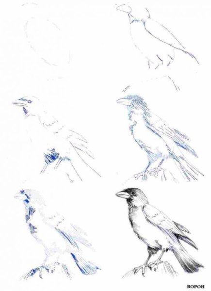 Поэтапное рисование ворона