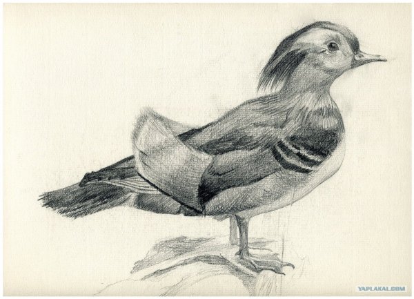 Зарисовки животных мягким материалом