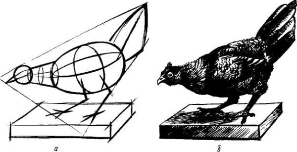 Линейно-конструктивный рисунок чучела птицы