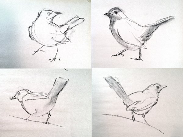 Рисование с натуры птиц