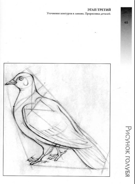 Конструктивное построение птицы