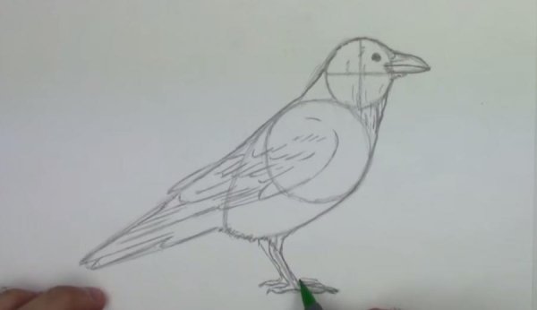 Поэтапное рисование вороны