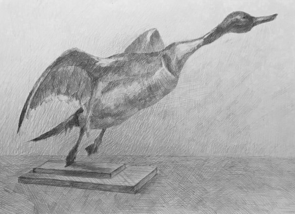 Утка набросок карандашом