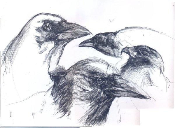 Этапы рисования вороны