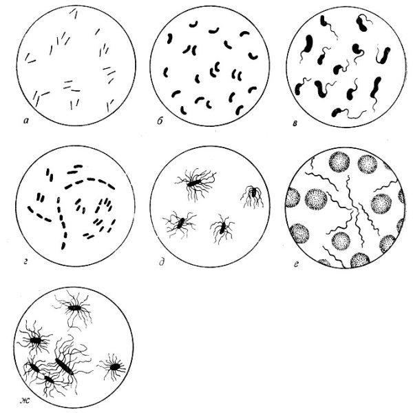 Бактерии раскраска