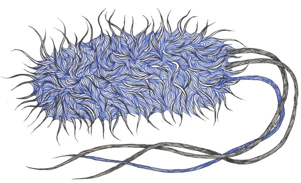 Бактерии рисунок длинный