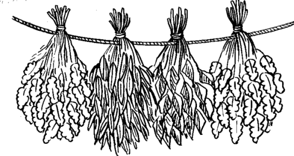 Банный веник вектор