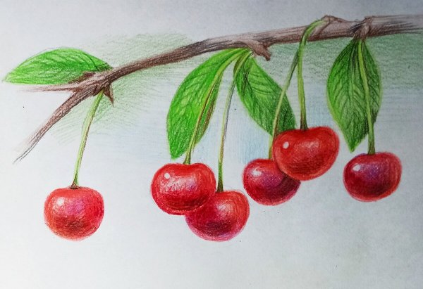 Вишня цветными карандашами