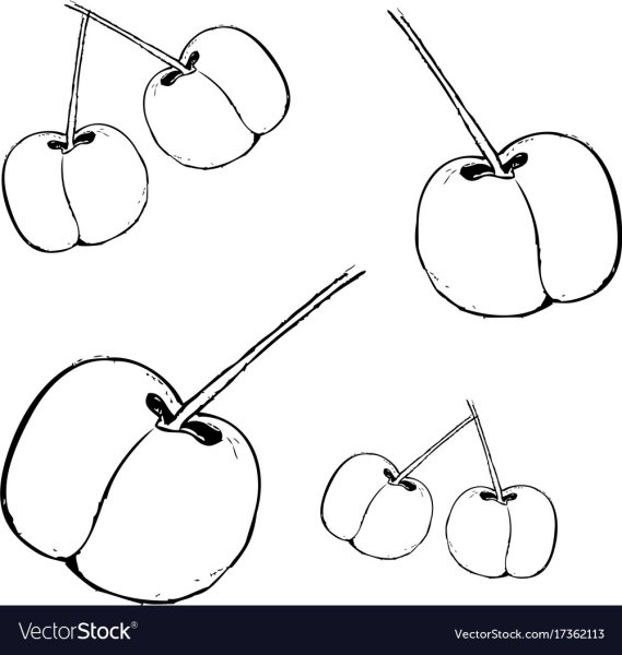 Черешня краской рисунок