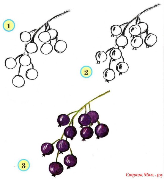 Пошаговое рисование ягоды