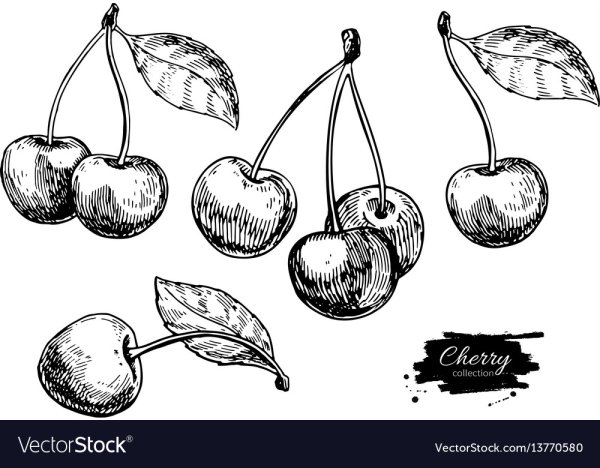 Вишня схематичное изображение