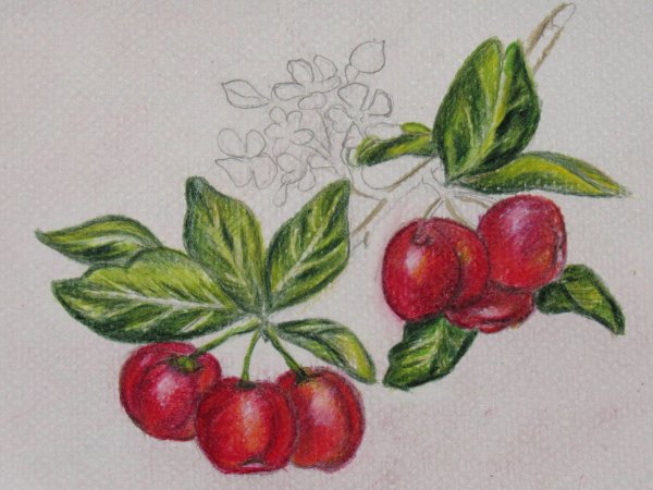 Ягоды цветными карандашами