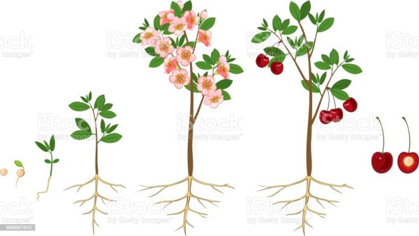 Этапы роста плодового дерева